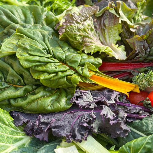 당일 수확! 싱싱한 모듬쌈채소 1kg (8종~12종 랜덤구성)