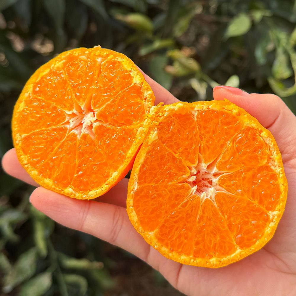 제주 가정용 카라향 2kg~10kg(박스포함중량) [P]