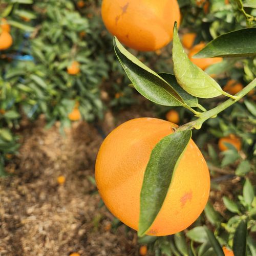 제주 못난이 가정용 천혜향 2.5kg~10kg(박스포함중량)