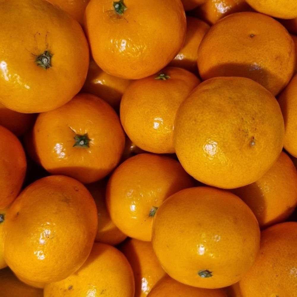 제주 만감 가정용 진지향 2kg~5kg(박스포함중량) [P]