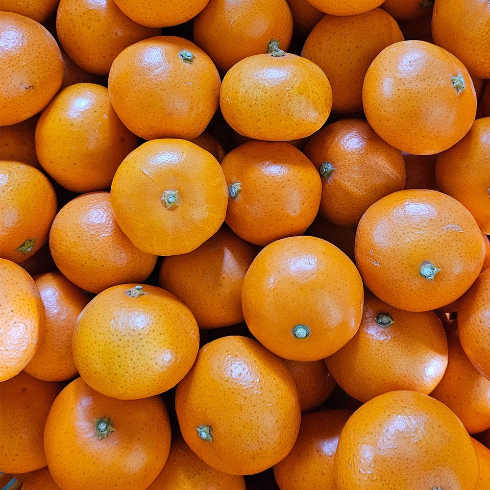 가정용 제주감귤 성전귤 3kg(박스포함중량) [P]