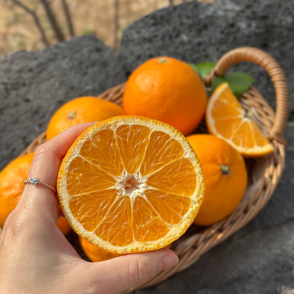 제주만감 가정용 설단향 혼합과 2kg~5kg(박스포함중량) [P]