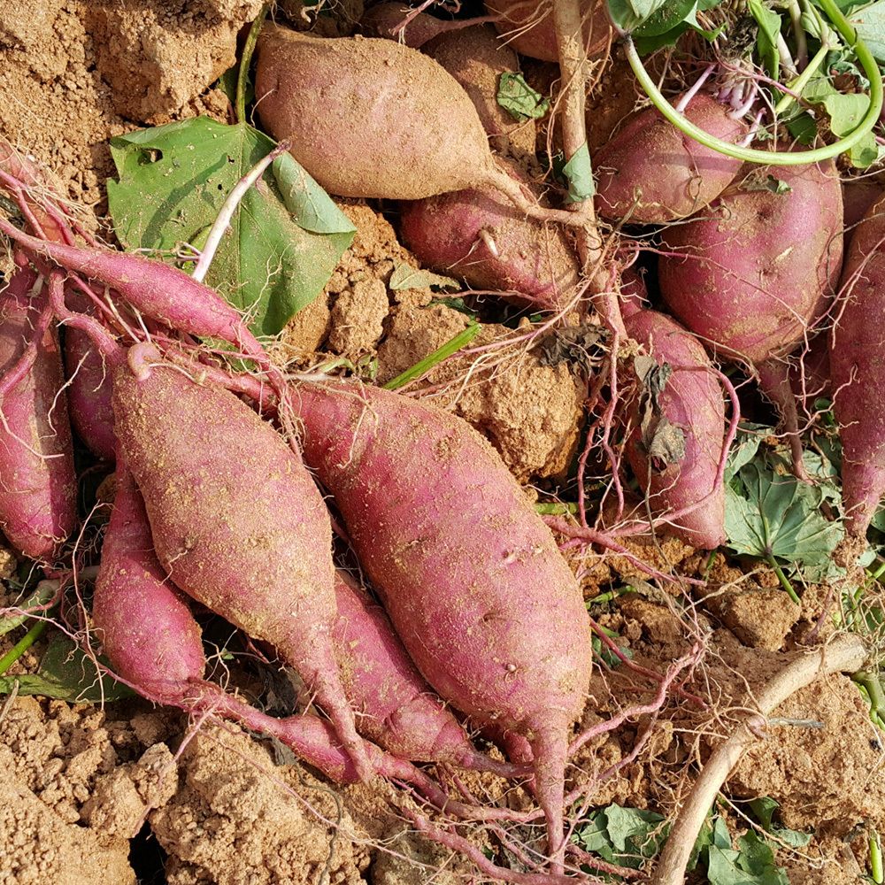 해남 비세척 호박/꿀고구마 2kg~10kg(박스포함중량) [P]