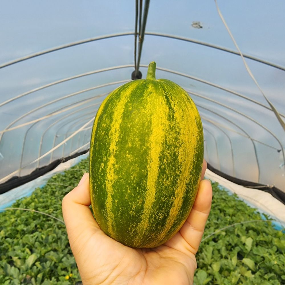 17브릭스 고당도 고령 파파야메론 꿀메론 2kg 3kg