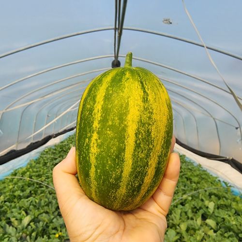 17브릭스 고당도 고령 파파야메론 꿀메론 2kg 3kg