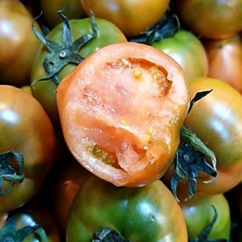 제철 부산 명물 대저 짭짤이 토마토