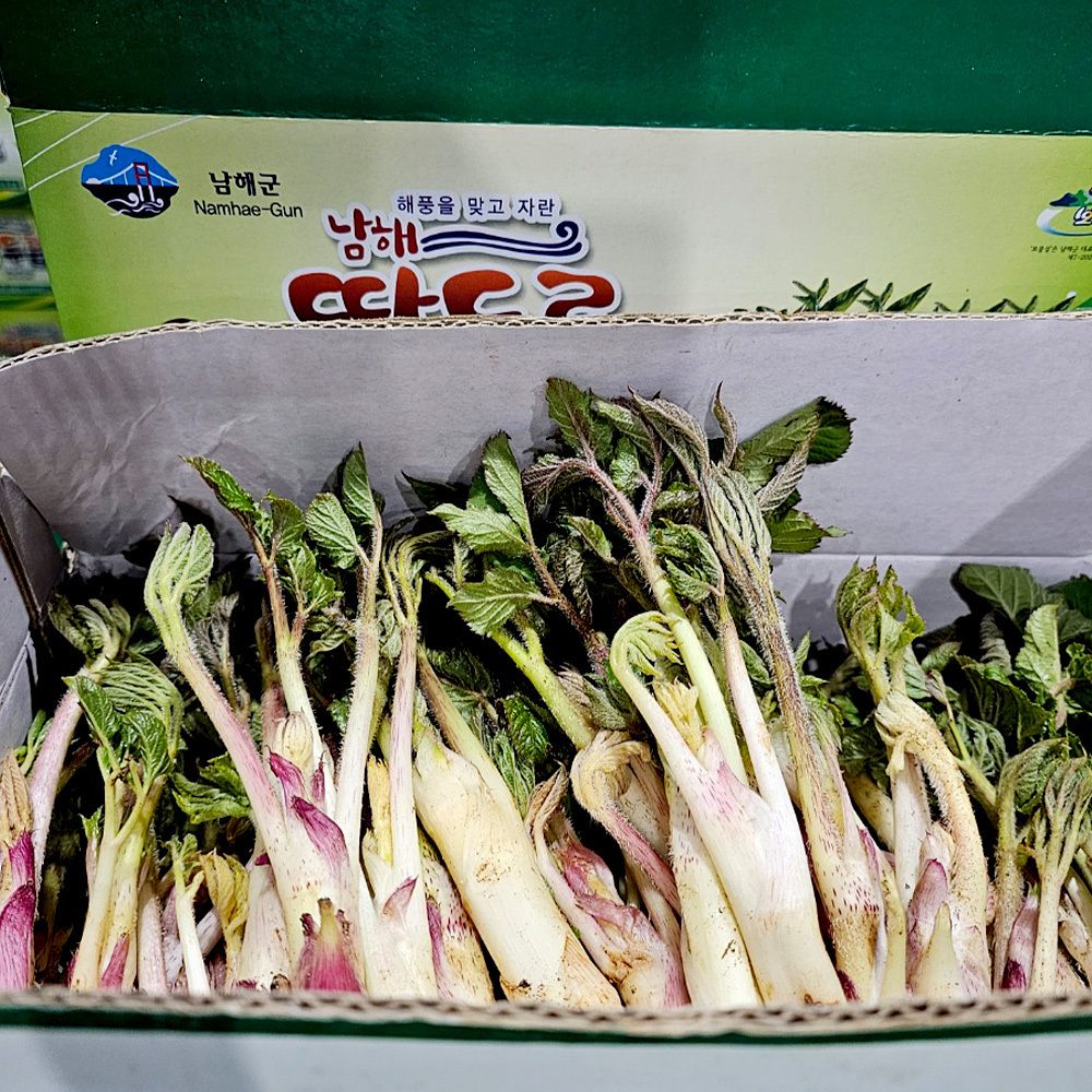 제철 남해산 산지직송 땅두릅