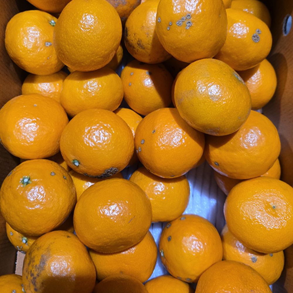 제주 가정용 못난이 카라향 혼합과 2kg~10kg(박스포함) [P]