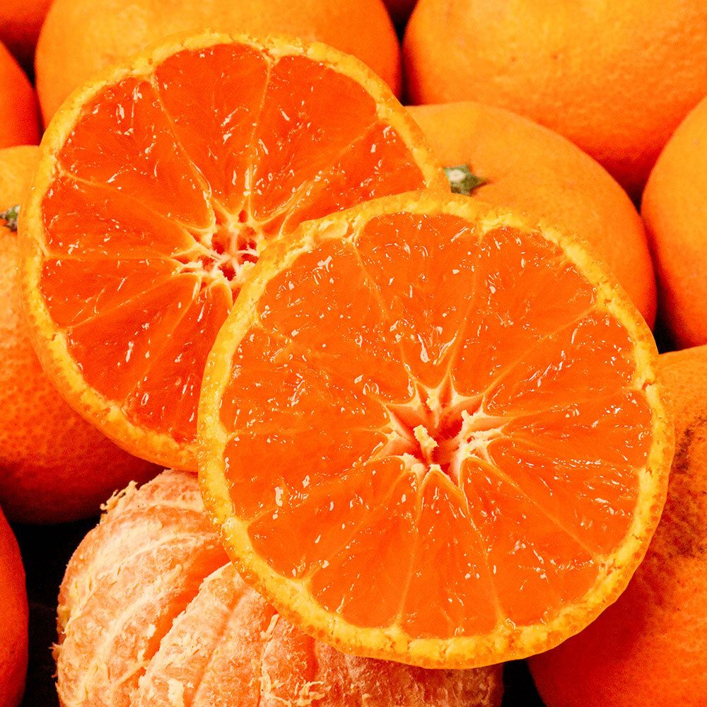 26년 첫출하 제주직송 가정용 꿀카라향 1kg~4.5kg(실중량)