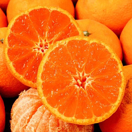 26년 첫출하 제주직송 가정용 꿀카라향 1kg~4.5kg(실중량)