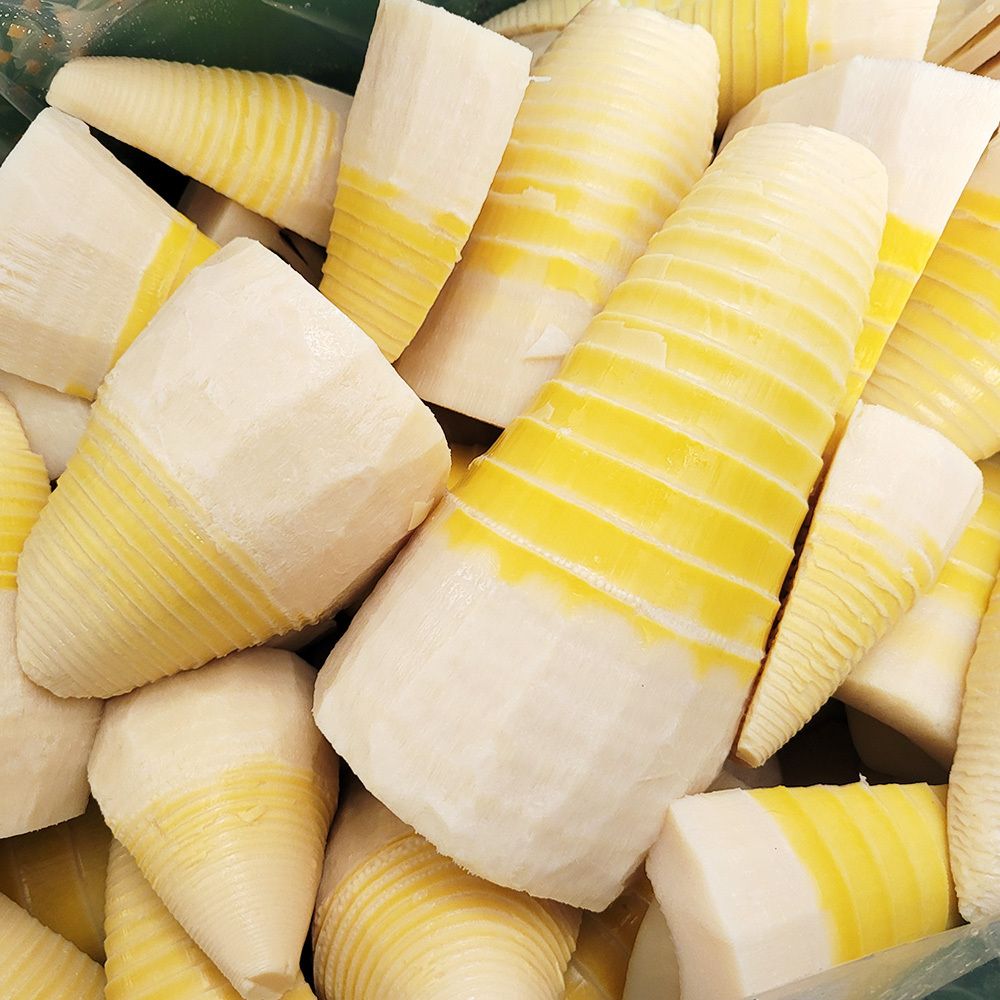 [4/16예약출고]제철별미! 26년 거제 삶은 햇 맹종죽순 500g 1팩