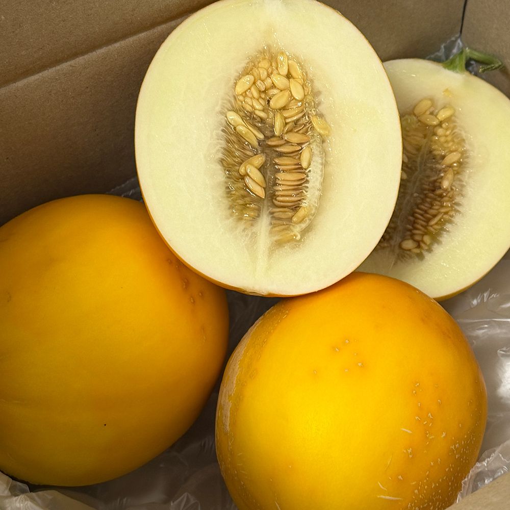 [이색과일] 국내산 양구 메론/멜론 2kg~4kg [P]