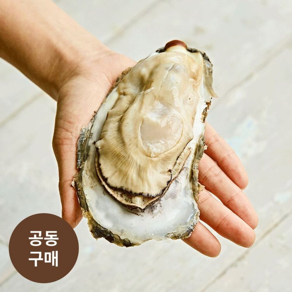 [최초공구/연장] 자연산 100%! 당일에 손 수확한 귀한 강굴, 하동 ’대왕 벚굴‘(4kg)