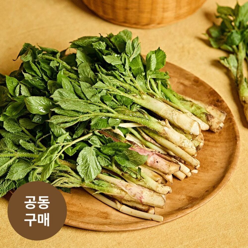 [앵콜 공구연장] 금산직송! 제철맞은 무농약 ‘명품 땅두릅(독활)‘(500g)