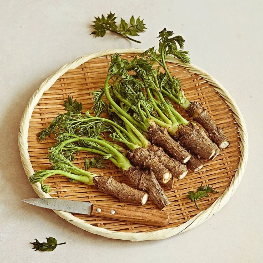 [산지직송] 순창 참두릅 자연산 산두릅 400g+100g (총 500g)