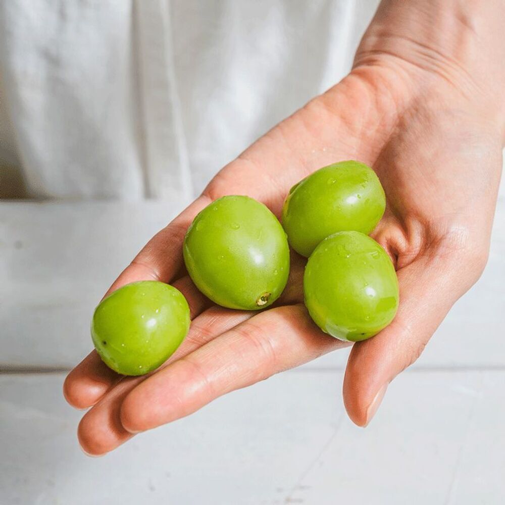 [영동직송] 17brix 이상! ‘정성농원’ 고당도 하우스 샤인머스켓 2kg