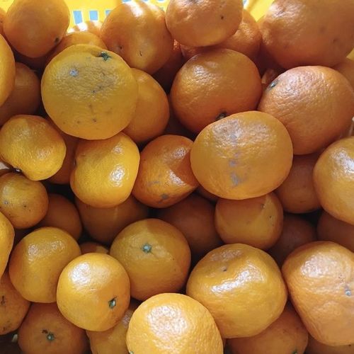 제주 가정용 못난이 카라향 랜덤혼합과 2kg~10kg(박스포함중량)