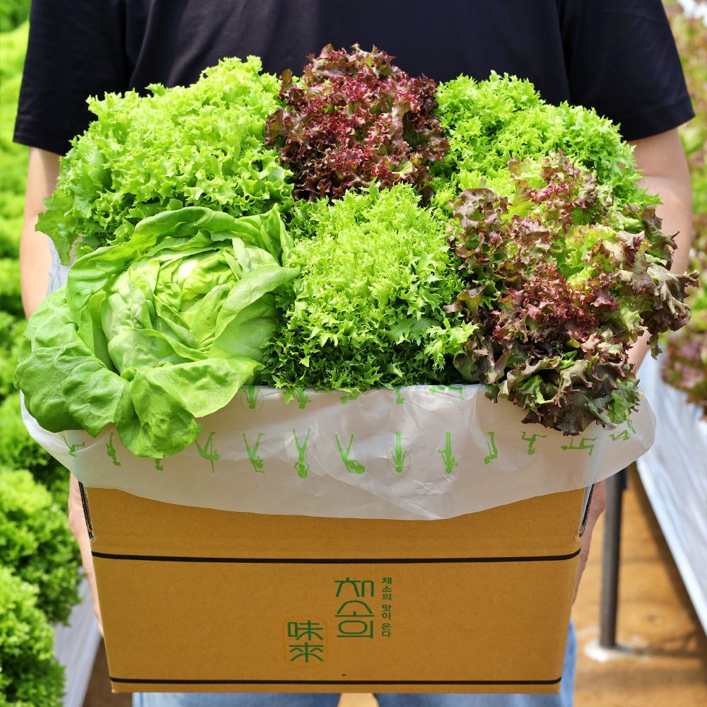 [베스트셀러] 친환경 무농약 유러피안 샐러드 1kg