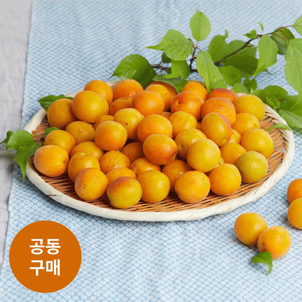 [공동구매] 단맛과 향이 일품! 순천·하동 산지직송 친환경 황매실 (5/10kg)