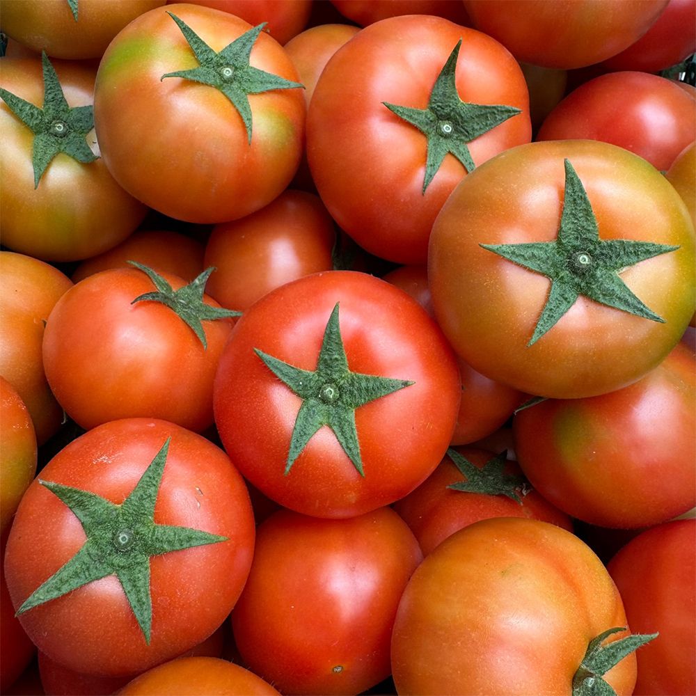 국내산 완숙 찰 토마토 1kg~5kg(박스포함중량) [P]