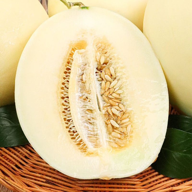 26년 고당도 달콤함 가득 설향멜론(정품) 1.5kg (2~6수내외)