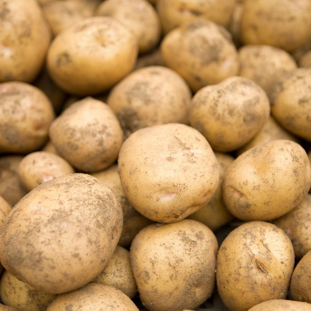 국내산 감자 3kg~10kg(중/대/특/왕특) [FD]