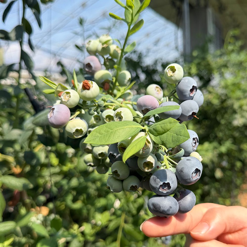 [GAP] 무농약 국내산 블루베리 팩당 100g(중/대/특) [P] 