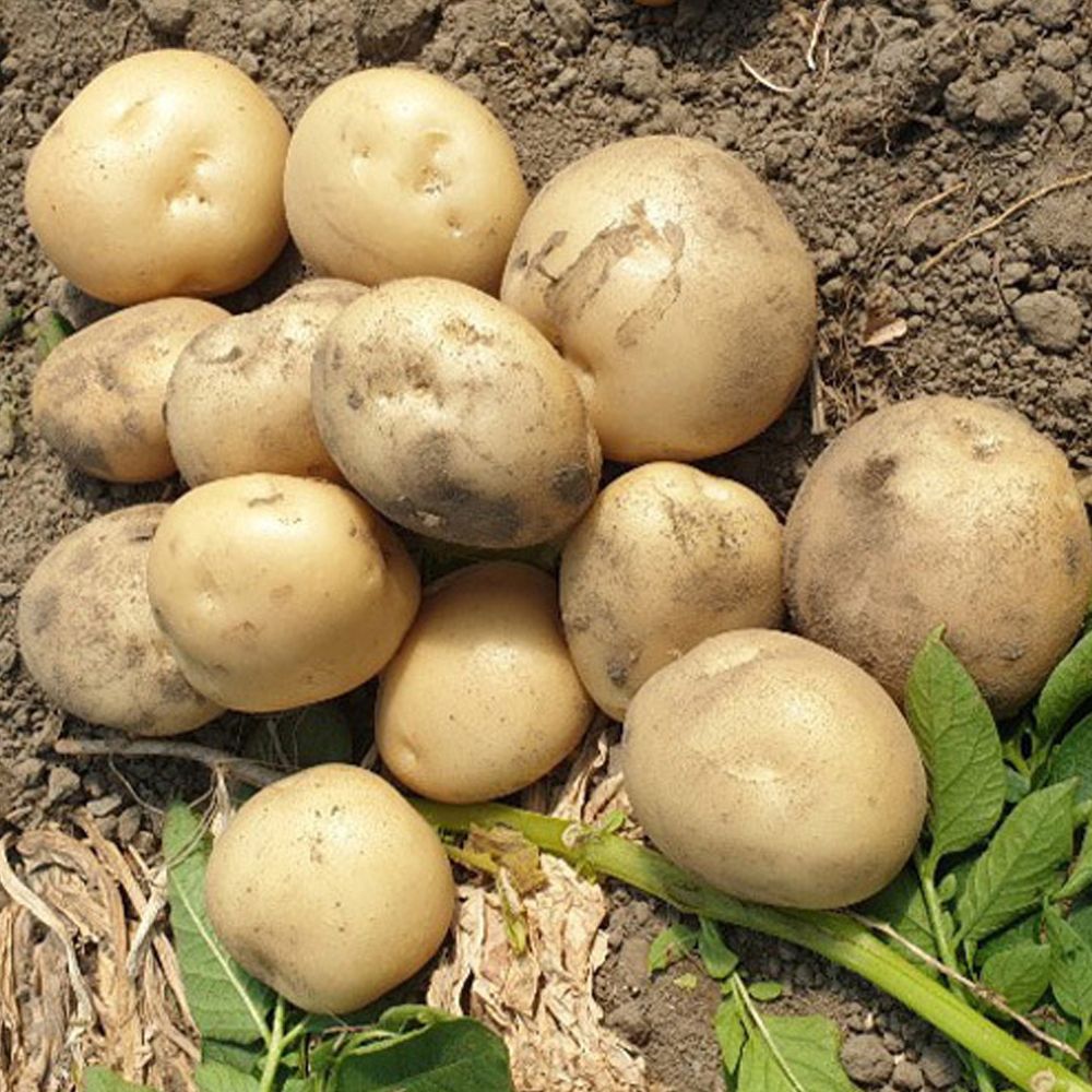 국내산 수미감자 2kg~10kg(중/대/특/왕특) [FD]