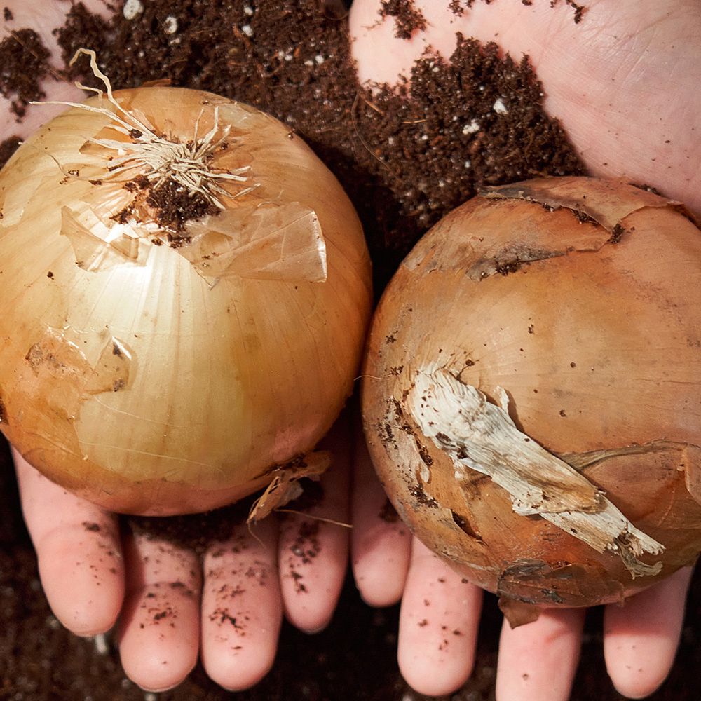 아삭아삭 국내산 양파 3kg~5kg(소/중/대/특) [FD]