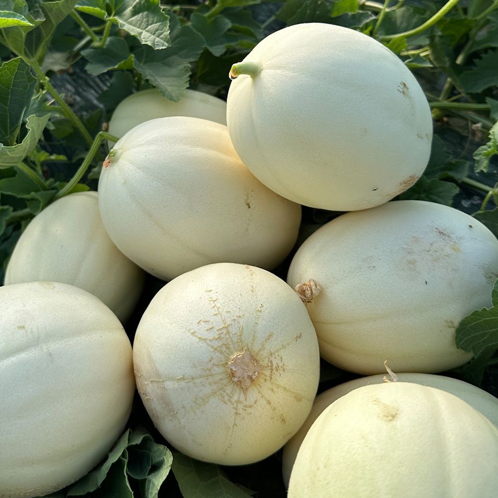 경북 고령 설향메론 2kg~5kg(박스포함) [P]