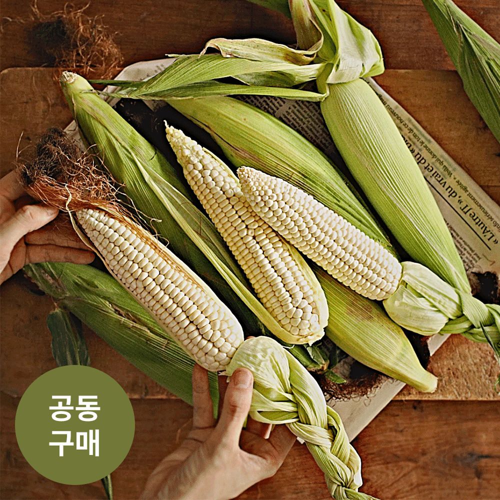 [사전예약] 수확당일 발송! 15cm 이상급 하동 26년 햇 미백 찰옥수수 (10개)