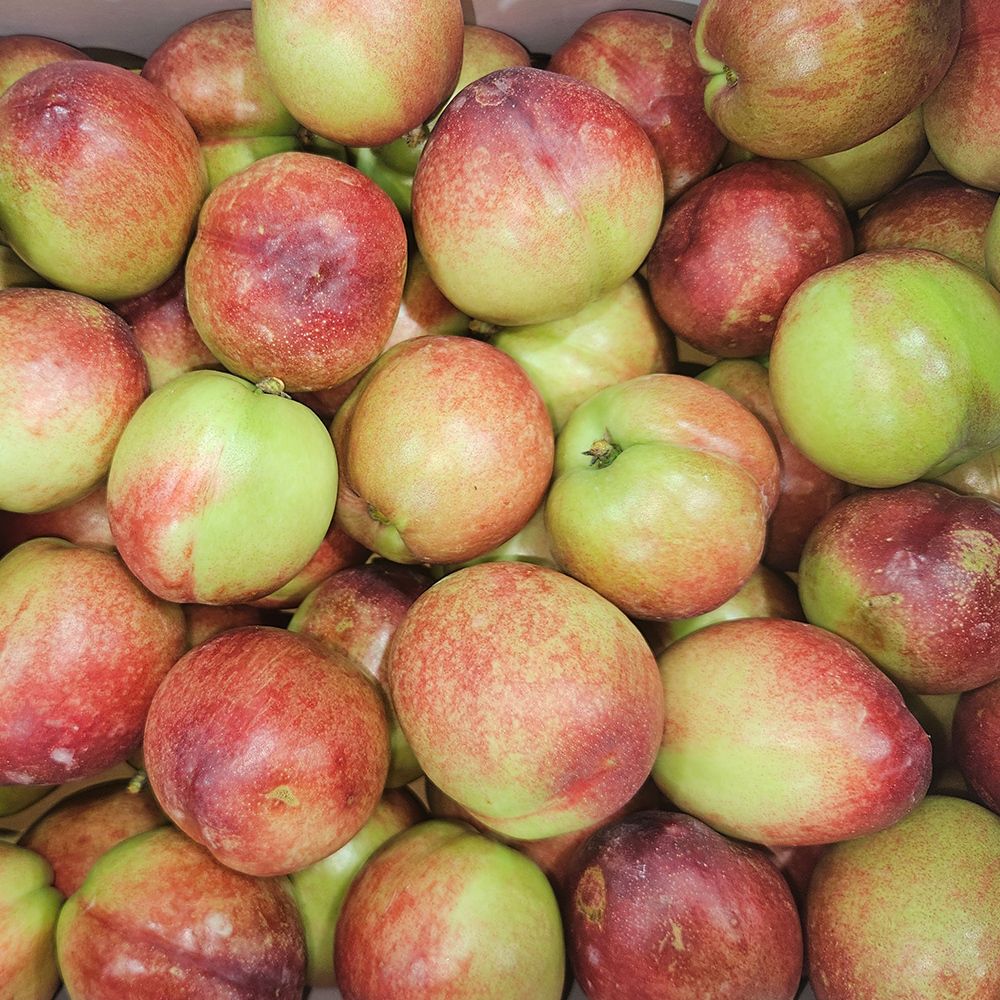 가정용 천도복숭아 1kg~2kg [P]