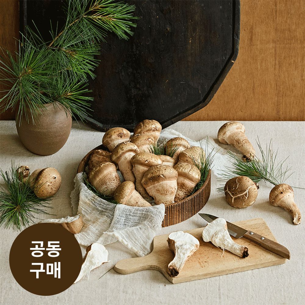 [산지직송] 30년 버섯 노하우! 강산표고농장 무농약 '솔아람 송이버섯' 특품 (400g)