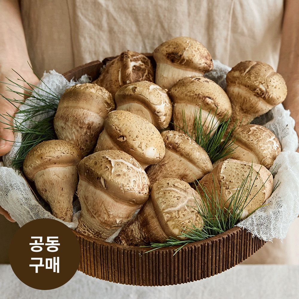 [산지직송] 30년 버섯 노하우! 강산표고농장 무농약 '솔아람 송이버섯' 특품 (400g)