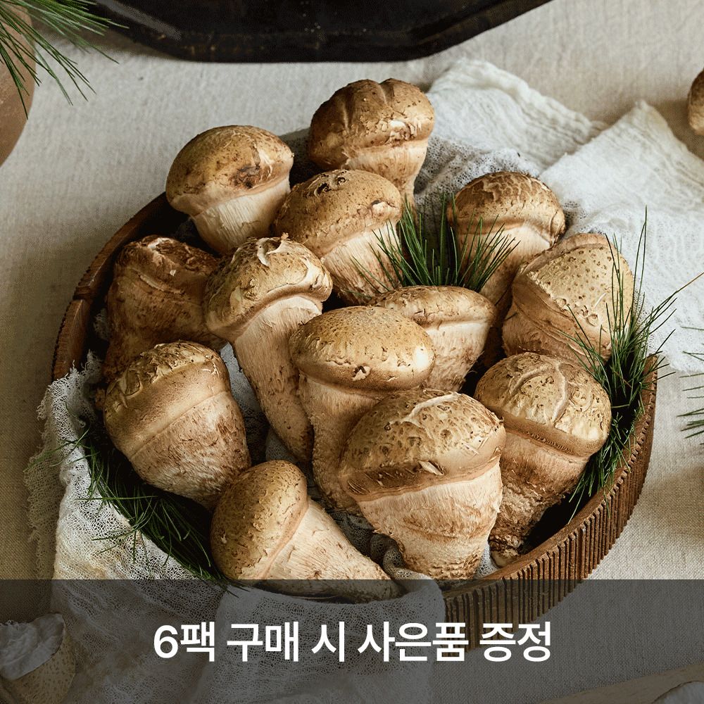 [산지직송] 30년 버섯 노하우! 강산표고농장 무농약 '솔아람 송이버섯' 특품 (400g)