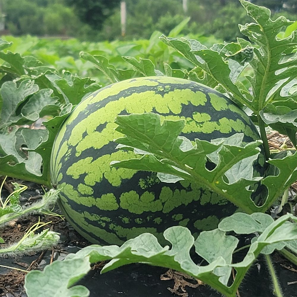 [알뜰특가] 산지직송! 당도체크 비파괴 고당도 꿀수박 (가정용/정품)