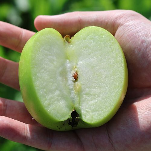 경북 가정용 청사과(썸머킹/아오리) 2kg~4kg