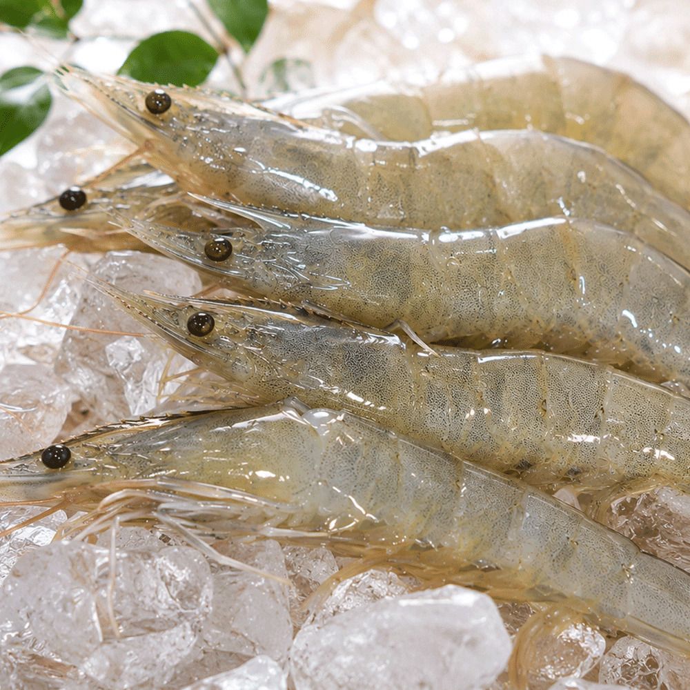 산지직송! 살아있는 프리미엄 활 흰다리 활새우 (500g/1kg)