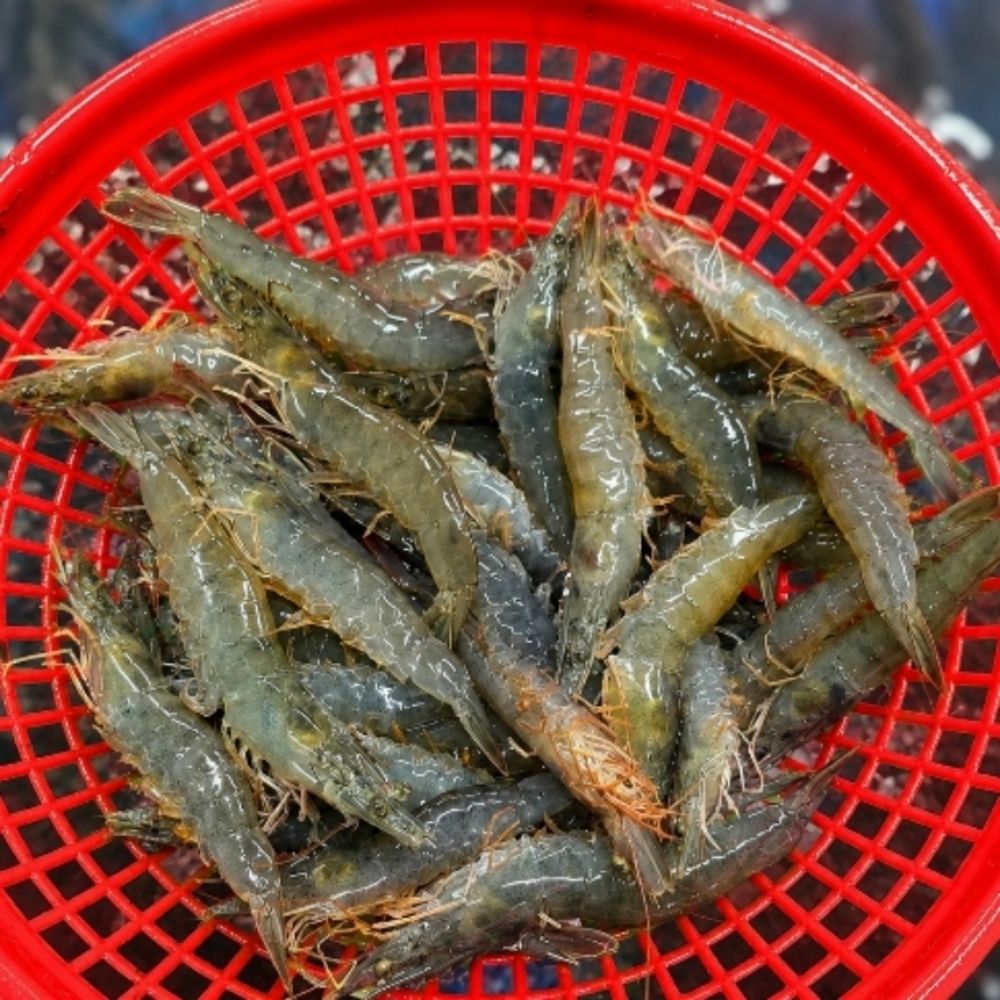 [단3일만] 산지직송! 살아있는 프리미엄 활 흰다리 활새우 (500g/1kg)