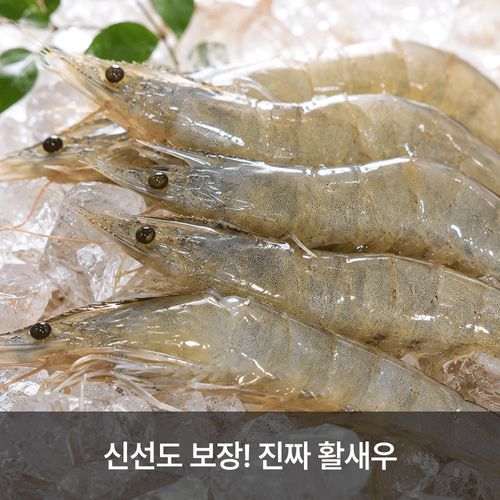 산지직송! 살아있는 프리미엄 활 흰다리 활새우 (500g/1kg)