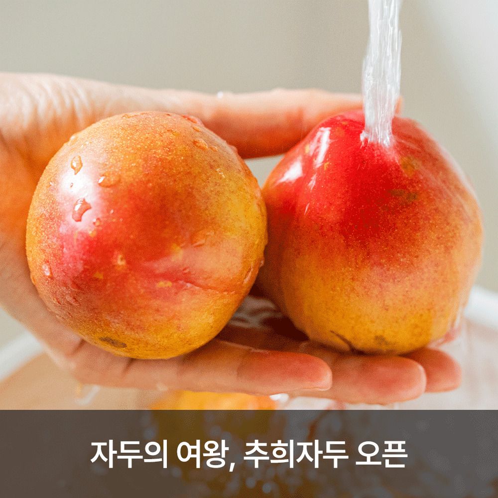 [사전예약] 안동직송! 자두의 여왕 '추희자두' 2.5kg