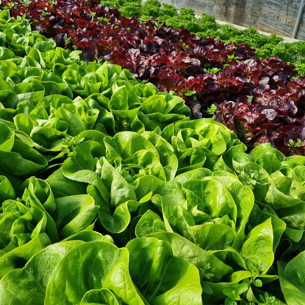 산지직송 싱싱 유러피안 채소 800g~2kg (품종랜덤) [P]