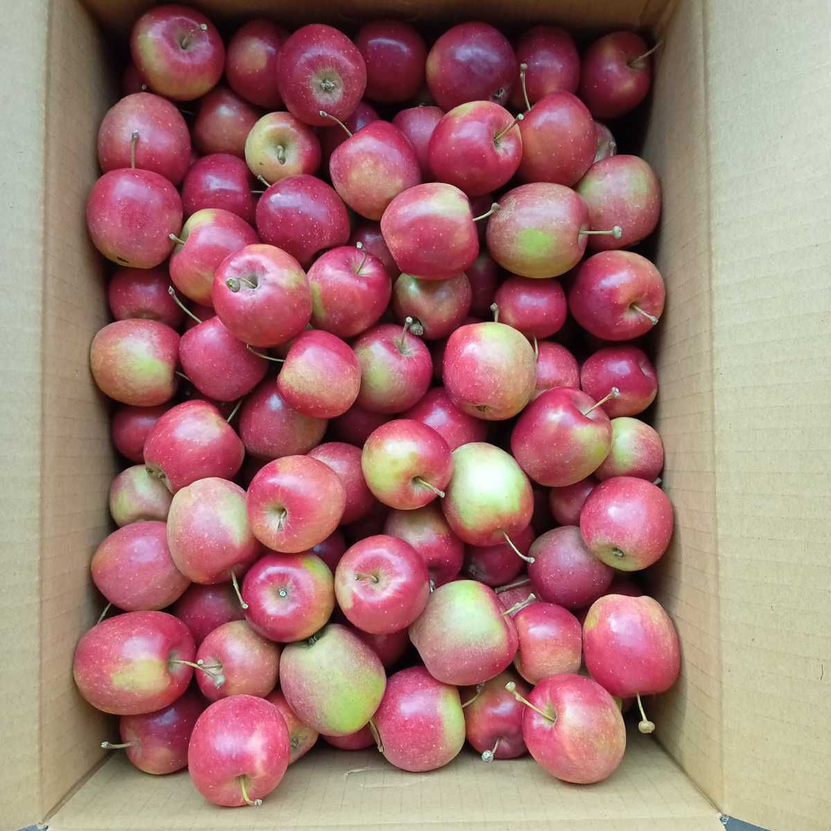 껍질째 먹는 영양가득 루비에스 미니사과 1kg 2kg