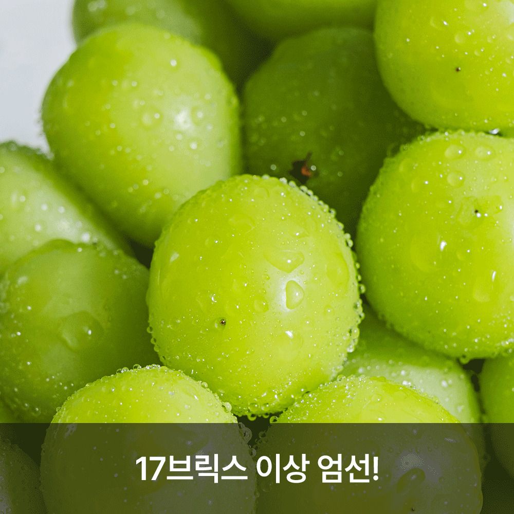 [영동직송] 17brix 이상! ‘정성농원’ 고당도 하우스 샤인머스켓 2kg