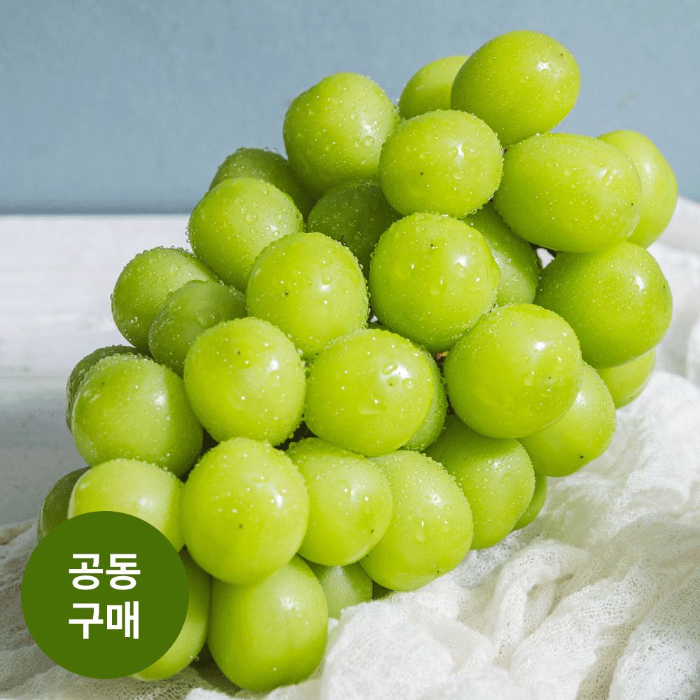 [영동직송] 17brix 이상! ‘정성농원’ 고당도 하우스 샤인머스켓 2kg