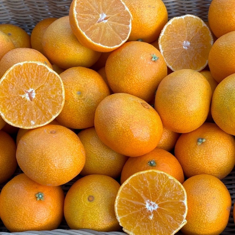 달콤 제주 가정용 황금향 1kg~4.5kg [FD]