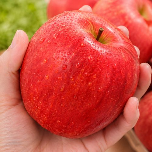 26년 첫출하! 아삭 달콤한 햇 홍로사과 가정용 2kg~4kg