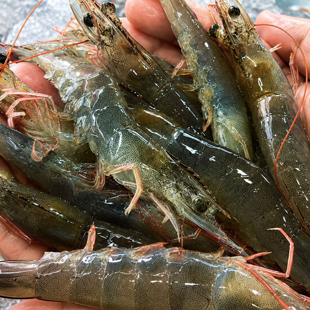 제철! 큼직한 활 흰다리 새우 500g