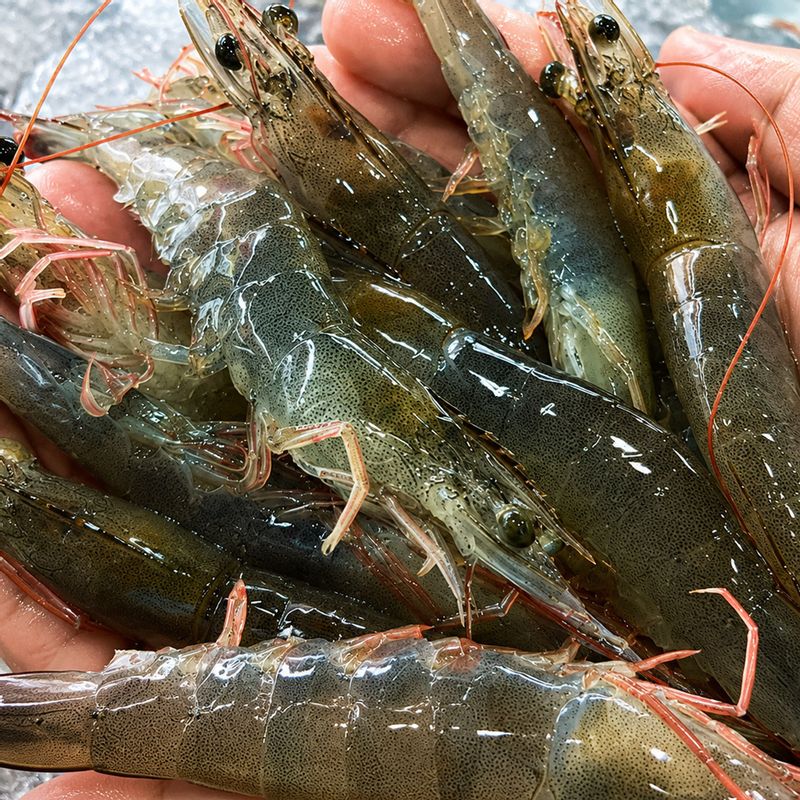 제철! 큼직한 활 흰다리 새우 500g