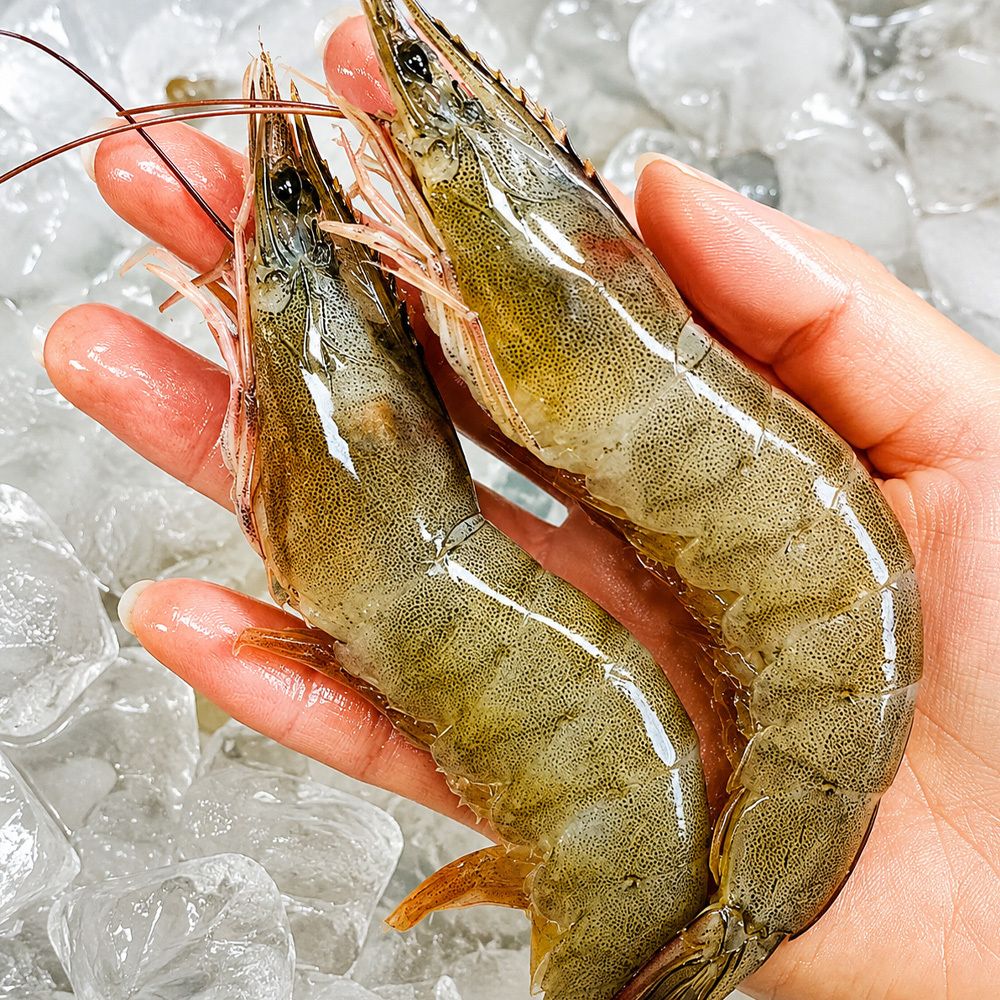 제철! 큼직한 활 흰다리 새우 500g